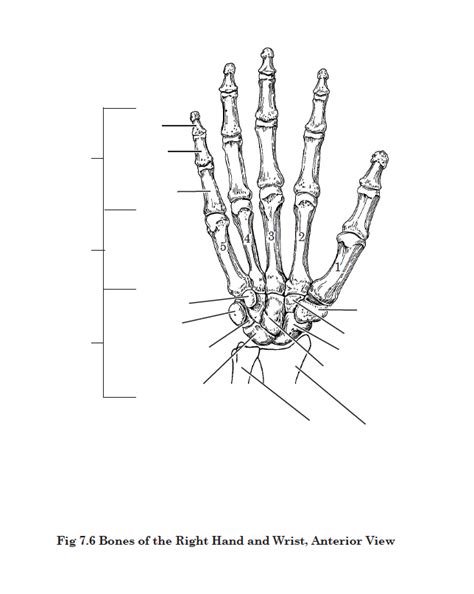 Aandp Bones Of The Right Hand And Wrist Anterior View Diagram Quizlet