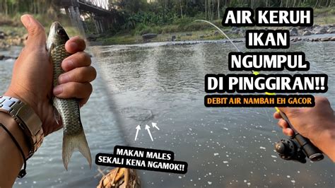 AIR SEDIKIT KERUH EH MALAH GACOR PAKE UMPAN INI Mancing Wader Dan