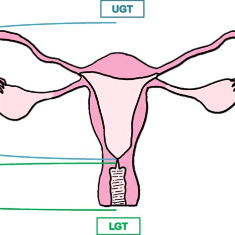 Microbial Composition Both In Upper And Lower Genital Tract Based On