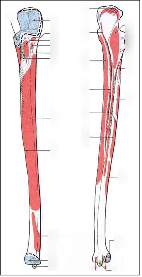 Ulna Ant Rieur Post Rieur Diagram Quizlet