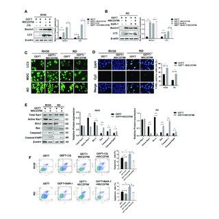 Geft Can Inhibit Autophagy And Apoptosis In Rms Cells Via Rac A