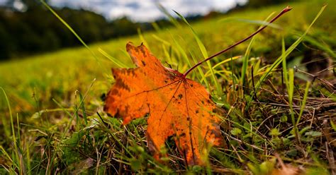 Daun Jatuh Daun Daun Foto Gratis Di Pixabay Pixabay