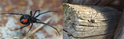 2 Venomous Spiders In Connecticut Black Widow And Black Footed Yellow Sac Spider Nature Blog