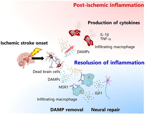 4th Review Macrophages Control The Inflammation And Subsequent Neural