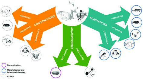 Examples of effects of megafauna extinction on ecological interactions ...