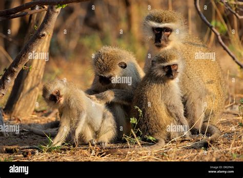 Vervet Monkeys Cercopithecus Aethiops Grooming One Another South