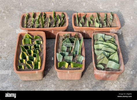 Snake Plant Propagation From Leaf Cuttings Stock Photo Alamy