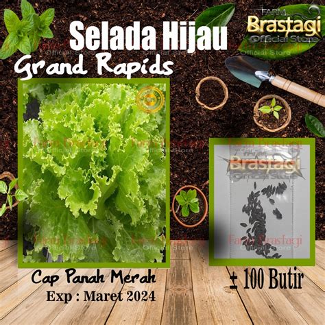 Jual Fbtg Biji Benih Selada Hijau Keriting Grand Rapids