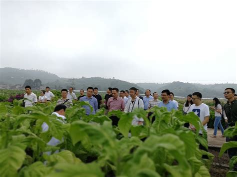 四川省局在烟草所基地举办项目评估会中国农业科学院烟草研究所