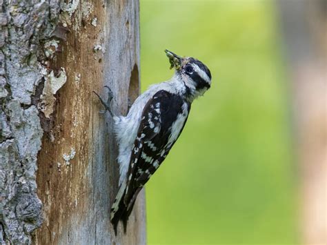 Types Of Woodpeckers In New York Complete Guide Bird Fact