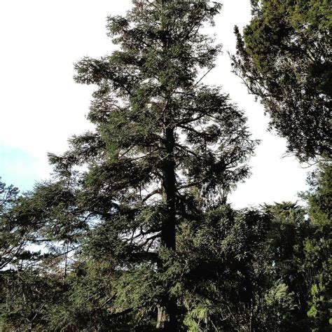 Flora Del Nevado De Colima Mind Map