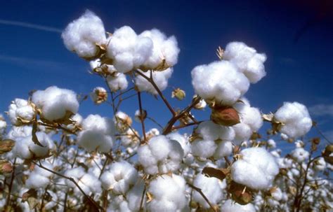 Pima Cotton