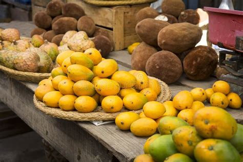 Fruit Of Baobab Tree Stock Image Image Of Madagascar