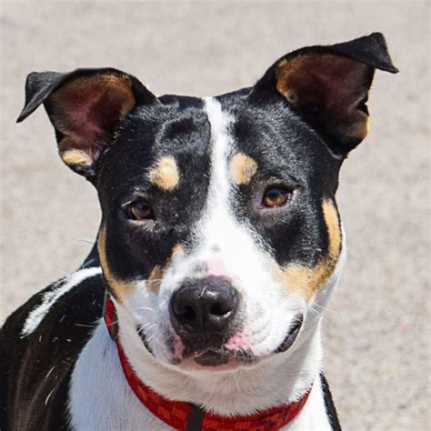 Liberty Animal House Shelter