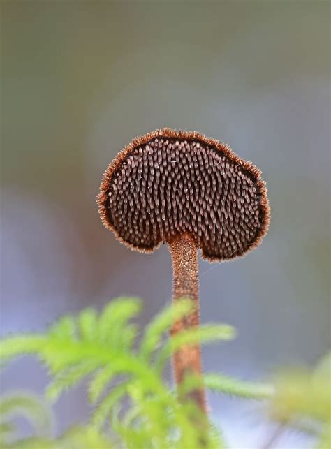 Farm Gardens Garden Farm Slime Mould Mushroom Fungi Perfect Form