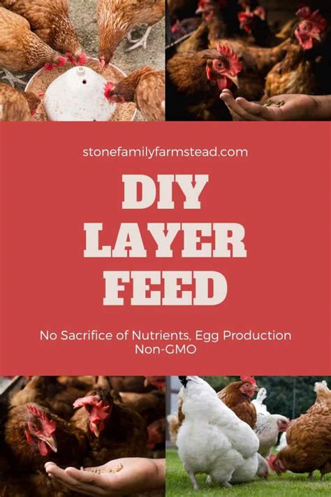 How To Make Chicken Feed For Layers Nutrient Rich And Non Gmo