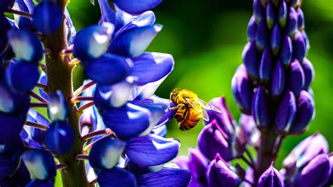 Download Lupine Flower Animal Bee 4k Ultra Hd Wallpaper