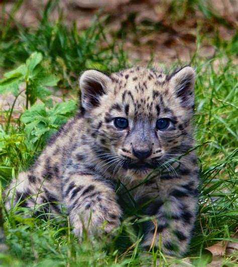 baby Leopard | Baby Leopards Cubs Playing Snow leopard cub 3 by reto ...