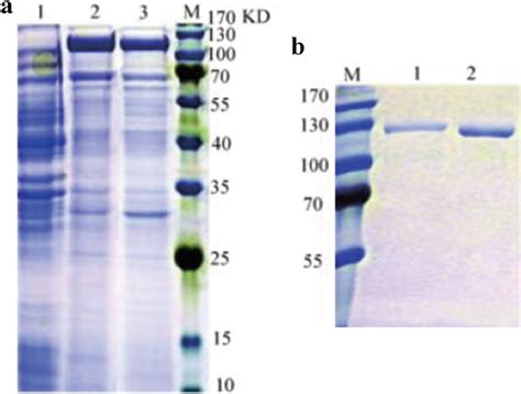 SDS PAGE Analysis Of MaNCED Proteins Expressed In E Coli BL21 DE3