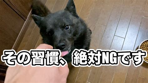 【犬のしつけ】要求吠えを簡単に直すたった1つの習慣 Youtube