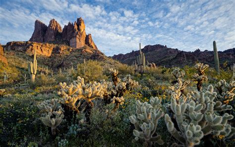 Kaktusy i góry na pustyni Sonoran Desert w Arizonie