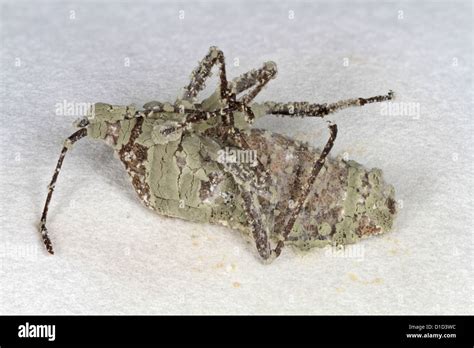 Stinkbug killed by a pathegenic fungus (Metarhizium anisopliae Stock ...