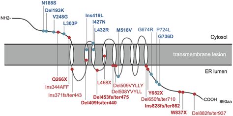 A Schematic Presentation Of Mutations Affecting The WFS1 Protein The