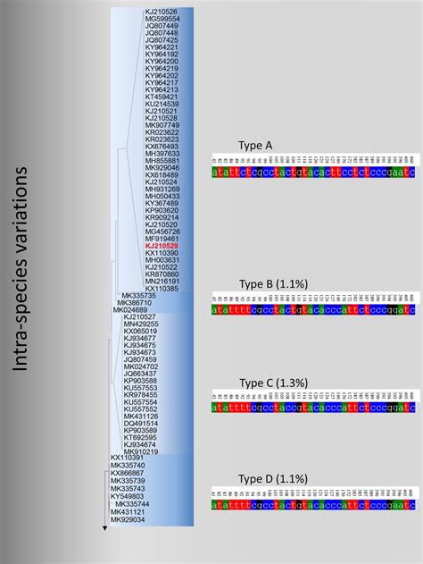 Phylogram Generated From Maximum Likelihood Analysis Based On ITS