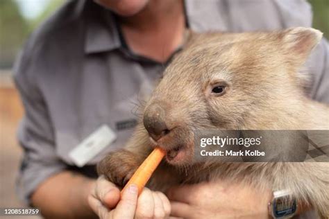 1040 Wombat Photo Stock Photos High Res Pictures And Images Getty