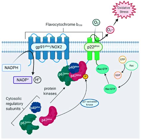 Nadph Oxidase Pathway