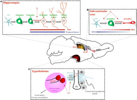 Thyroid Hormone Signaling Regulates Adult Neurogenesis In The