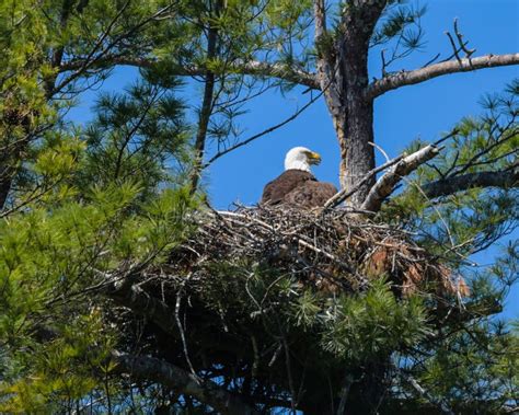Eagles Nest With Eagle In Nest And Blue Sky In Background Stock Image