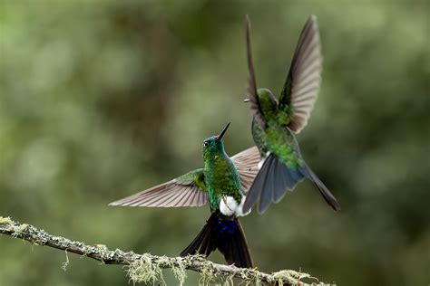 Dance By Nature Behance Behance