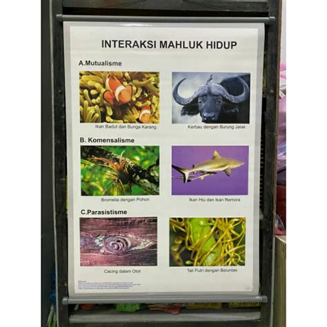 Jual Saranaperaga Carta Poster Gambar Interaksi Makhluk Hidup Carta
