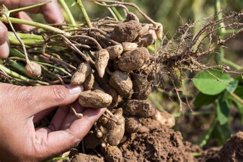 D A Internacional Del Cacahuate Un Regalo Nutricional De La Naturaleza