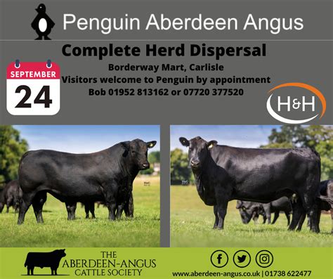 Penguin Aberdeen-Angus Complete Herd Dispersal Catalogue is now ...