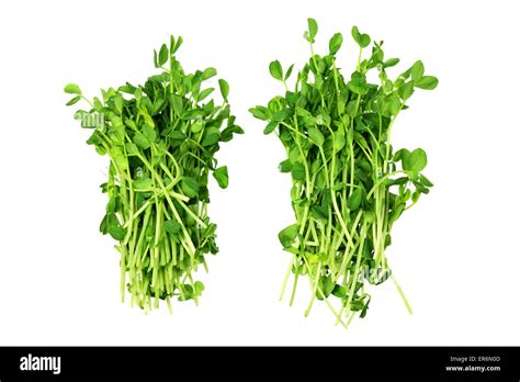 Snow Pea Sprouts Stock Photo Alamy