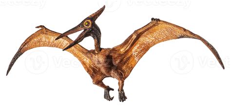 Pteranodon Pterodactyl Dinossauro Em Fundo Branco 8843960 Png