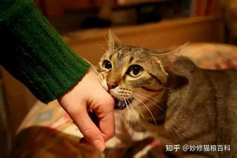 “凌晨3点，被猫咬醒”：猫咪爱咬人是什么原因？ 知乎