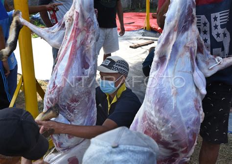 PEMOTONGAN HEWAN KURBAN ANTARA Foto