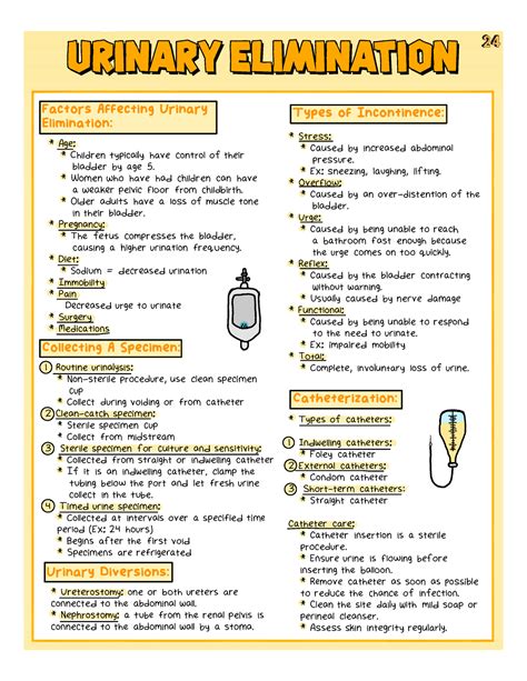 Urinary Elimination Complete Nursing Fundamentals Urinary