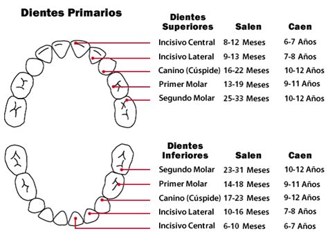 ¿cómo Se Enumeran Los Dientes Clínica Dental Everest