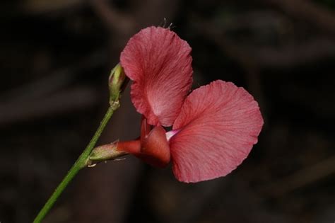 Phasey Bean Macroptilium Lathyroides Inaturalist