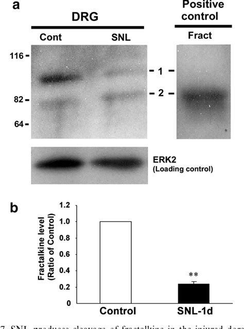 Figure From Role Of The Cx Cr P Mapk Pathway In Spinal Microglia