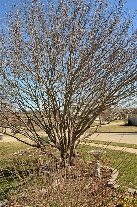 Bernideen S Tea Time Cottage And Garden When The Pussy Willow Blooms