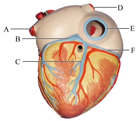 A P 2 Lab Heart Model 6 Diagram Quizlet