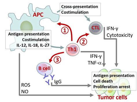 Principal Roles Of Th1 Cells In Destructive Responses Against Download Scientific Diagram