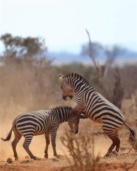 Premium Photo Zebras Playing On Field Against Sky