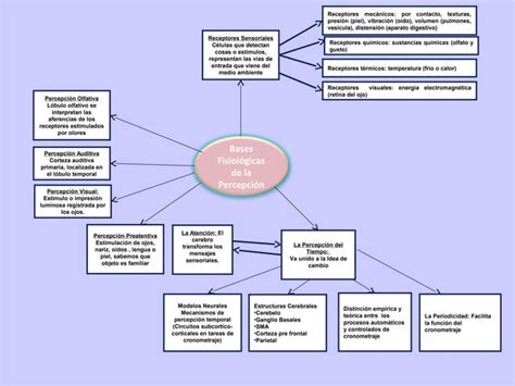 Mapa Conceptual La Percepcion Y Bases Fisiologicas Jmg Ppt Porn Sex Picture