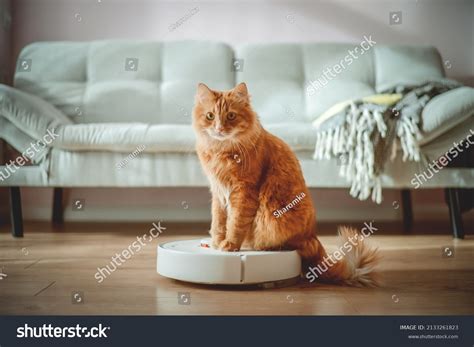 6081 Electric Cat Images Stock Photos And Vectors Shutterstock
